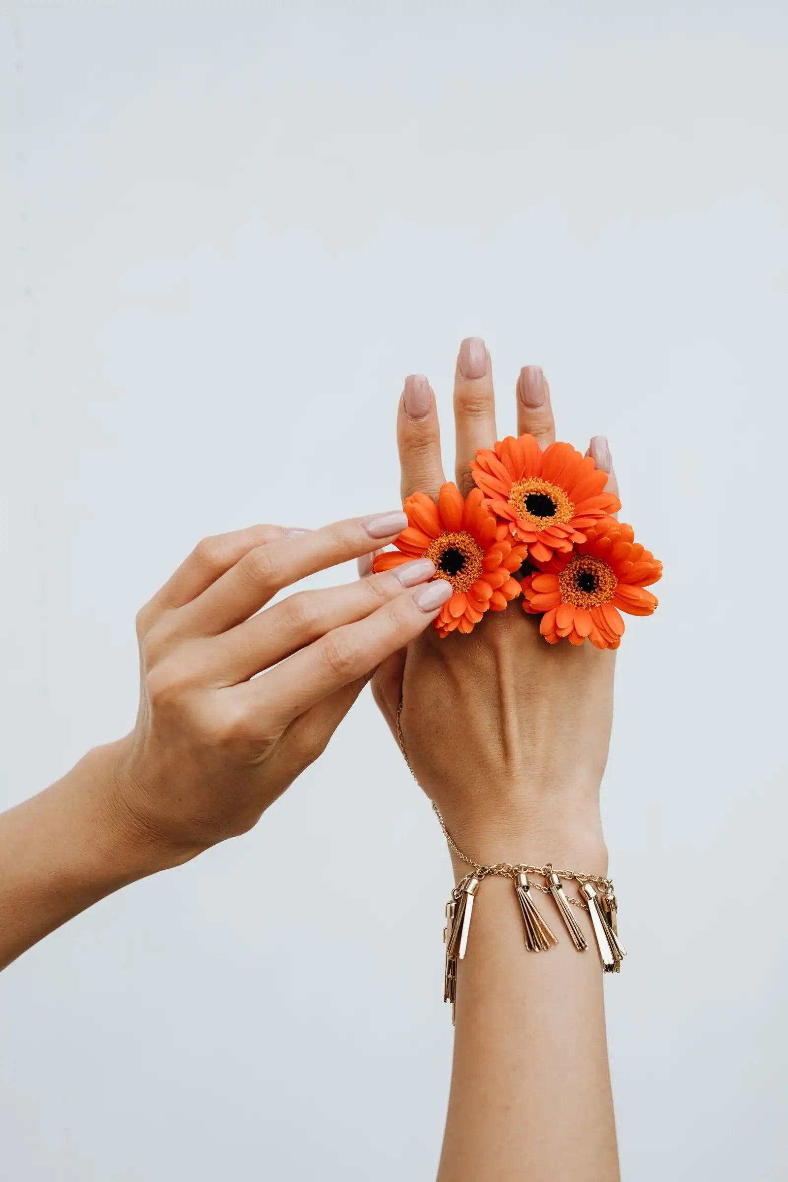 Hands holding orange gerbera flowers