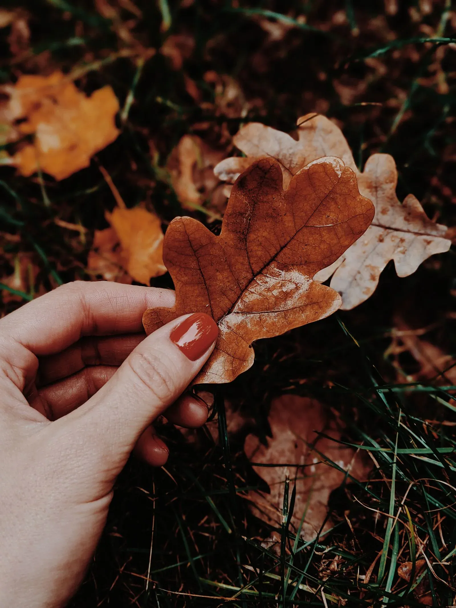 A hand with rust orange nails holding a dry autumn leaf